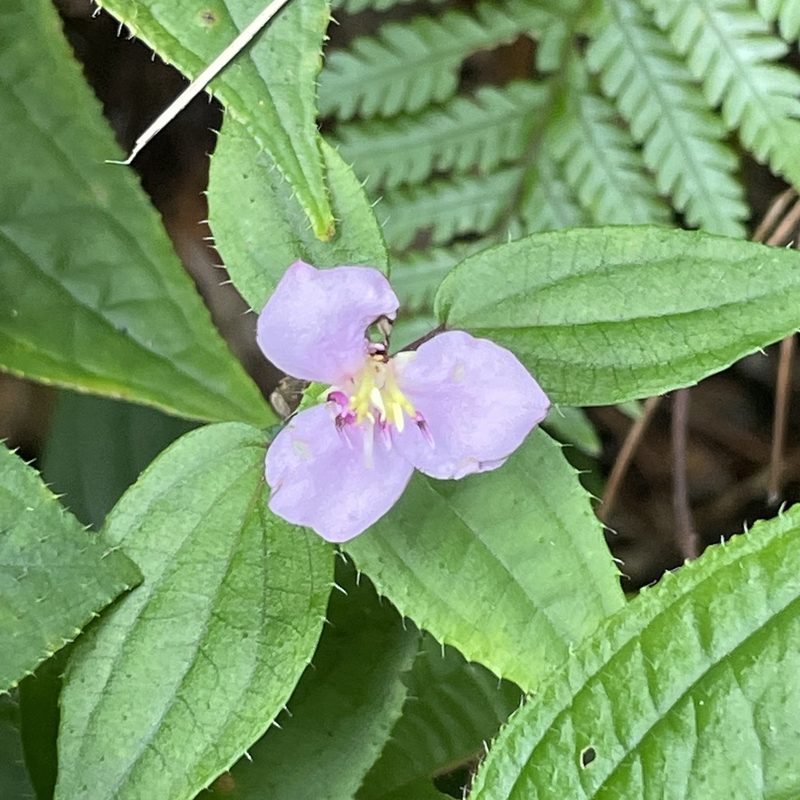 Bredia hirsuta, photographed by Takaaki Hattori
