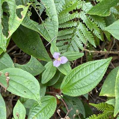 Bredia hirsuta, photographed by Takaaki Hattori