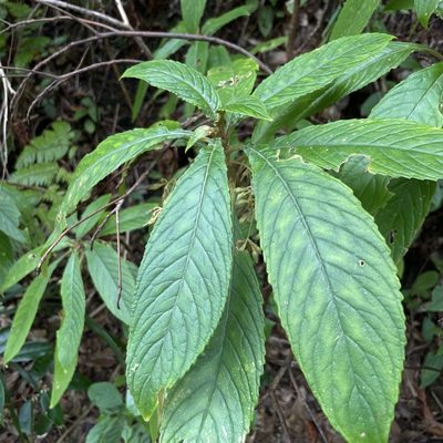 Rhynchotechum discolor, photographed by Takaaki Hattori
