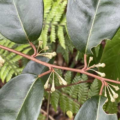 Elaeagnus glabra, photographed by Takaaki Hattori