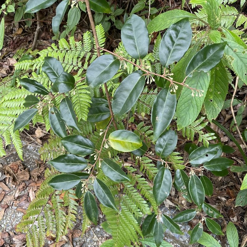 Elaeagnus glabra, photographed by Takaaki Hattori