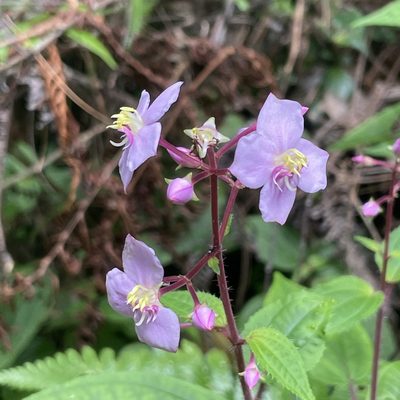 Bredia hirsuta, photographed by Takaaki Hattori