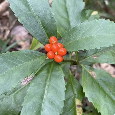 Sarcandra glabra, photographed by Takaaki Hattori