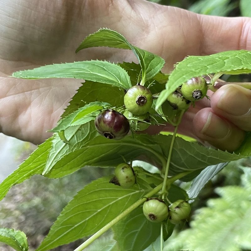 Cyclocodon lancifolius, photographed by Takaaki Hattori
