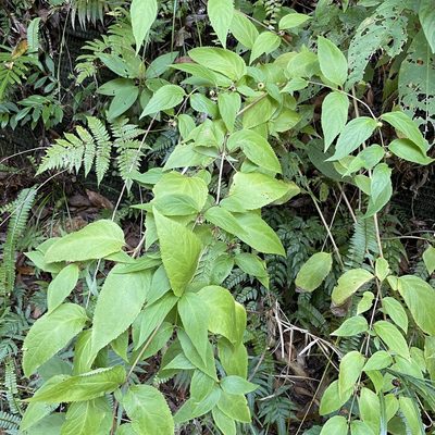 Cyclocodon lancifolius, photographed by Takaaki Hattori