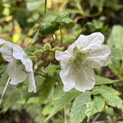 Rubus okinawensis, photographed by Takaaki Hattori