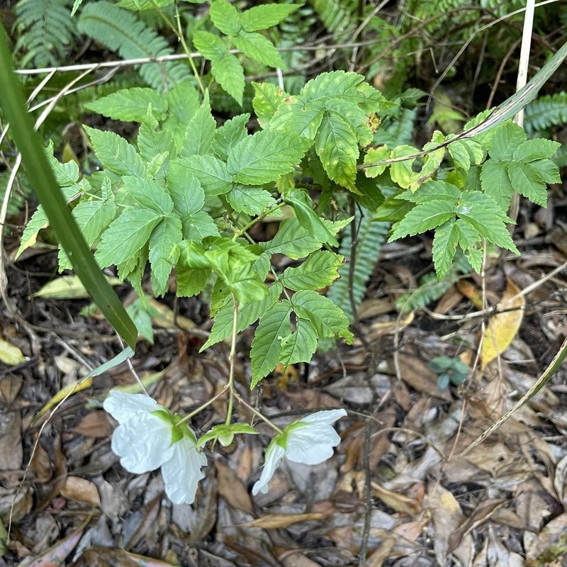 Rubus okinawensis, photographed by Takaaki Hattori