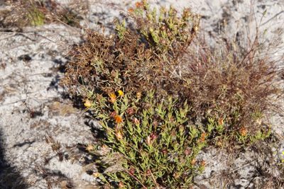 Lampranthus bicolor, photographed by Tony Rebelo