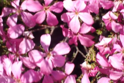 Acmadenia sheilae, photographed by Di Turner