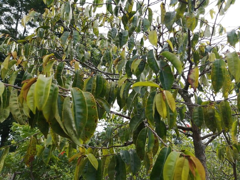 Donella viridifolia, photographed by Philani Hadebe