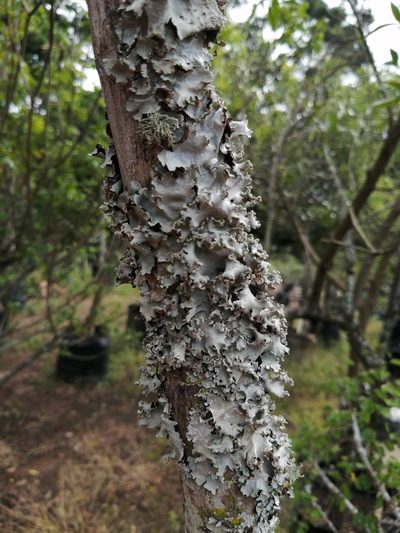 Donella viridifolia, photographed by Philani Hadebe
