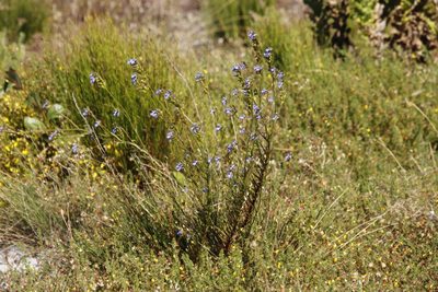 Lobelia comosa, photographed by Tony Rebelo