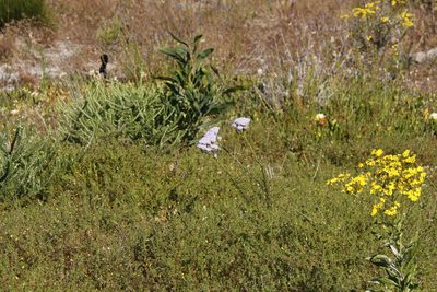 Pseudoselago spuria, photographed by Tony Rebelo