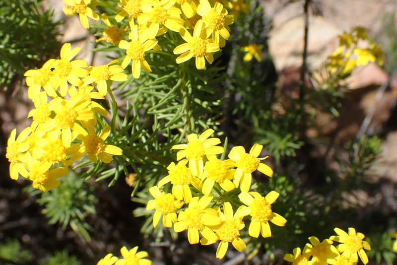 Euryops rehmannii, photographed by Di Turner
