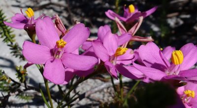 Chironia linoides, photographed by Diana Studer
