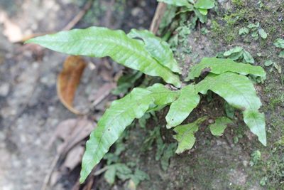 Leptochilus hemionitideus, photographed by Agnes Trekker