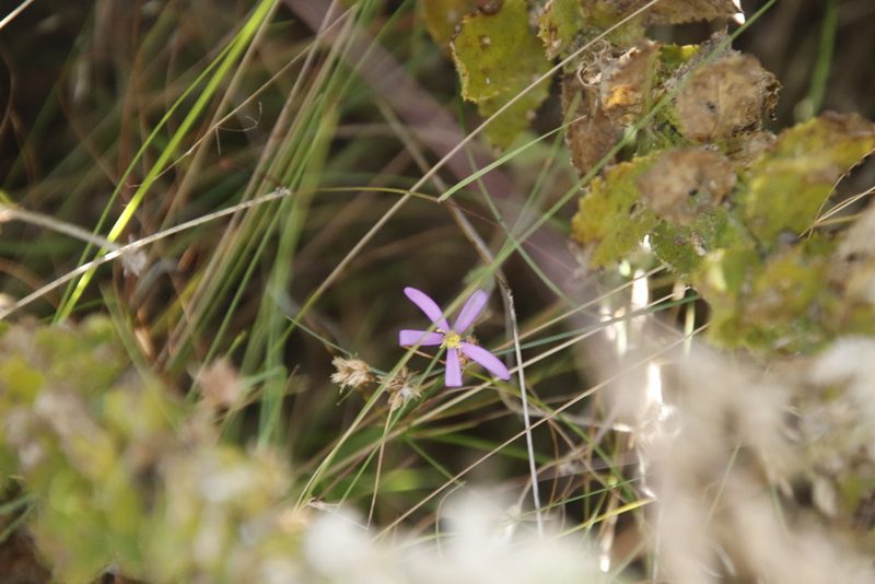 Senecio arenarius, photographed by Tony Rebelo
