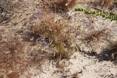 Lobelia comosa, photographed by Tony Rebelo
