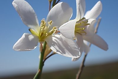 Heliophila glauca, photographed by Di Turner