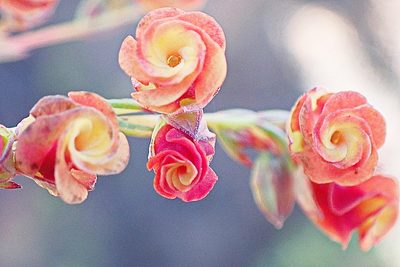 Hermannia filifolia, photographed by Di Turner