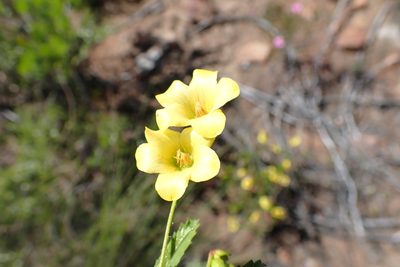 Hermannia saccifera, photographed by Di Turner