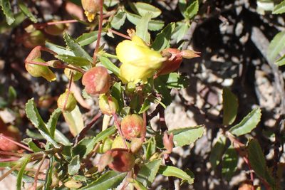 Hermannia saccifera, photographed by Di Turner