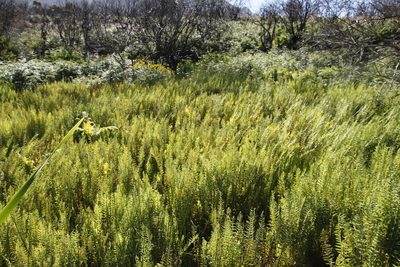 Thelypteris confluens, photographed by Tony Rebelo