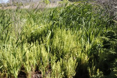 Thelypteris confluens, photographed by Tony Rebelo