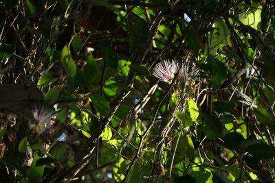 Capparis zeylanica, photographed by Dinesh Valke