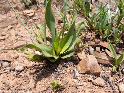Hypoxis interjecta, photographed by Andrew Hankey