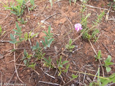 Tephrosia capensis, photographed by Andrew Hankey