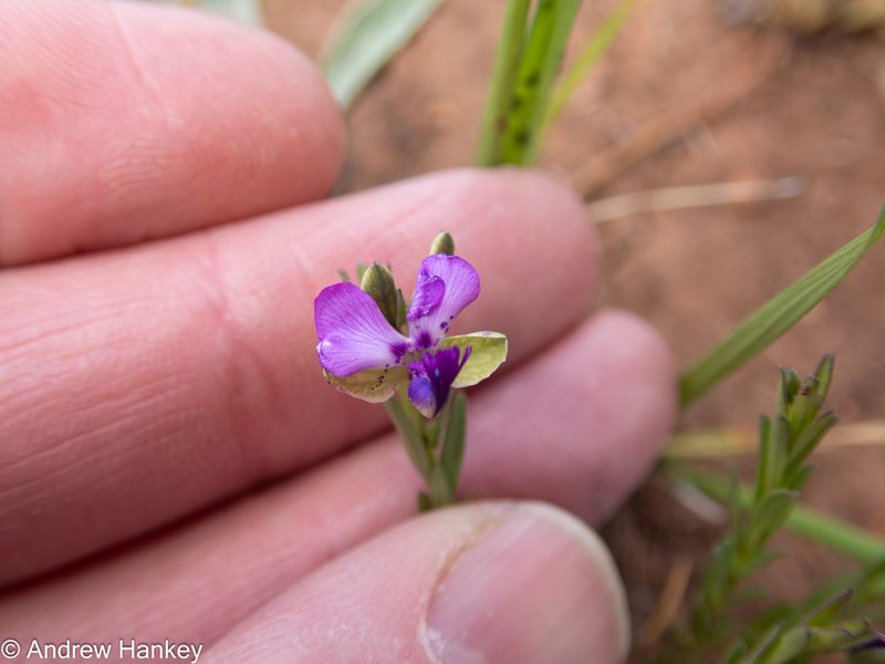 Polygala uncinata, photographed by Andrew Hankey