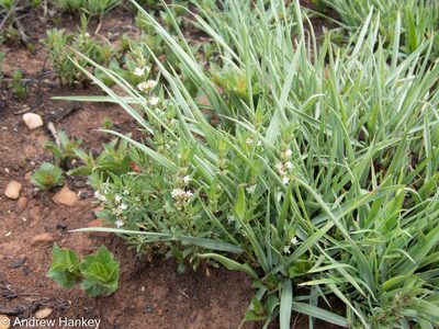 Bergia decumbens, photographed by Andrew Hankey