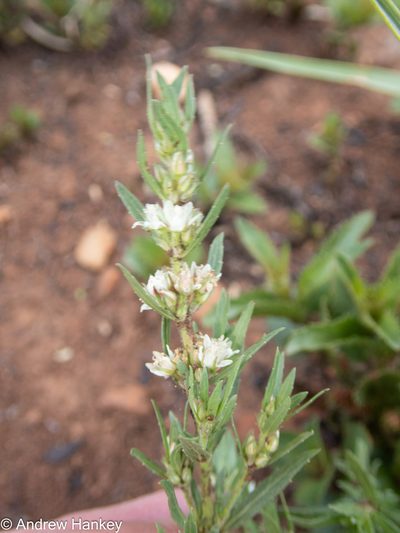 Bergia decumbens, photographed by Andrew Hankey