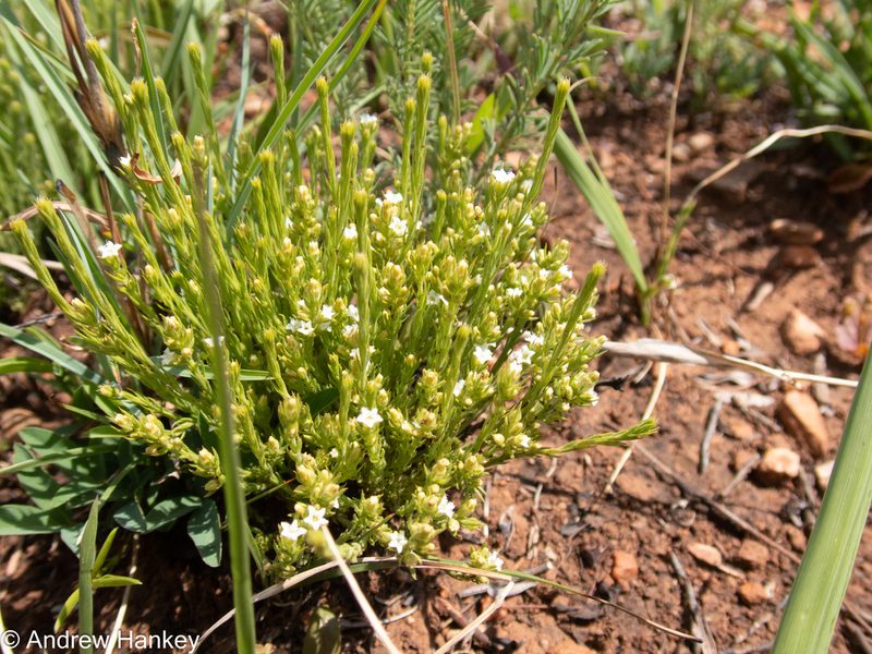Thesium transvaalense, photographed by Andrew Hankey