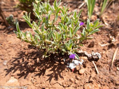 Polygala gerrardii, photographed by Andrew Hankey