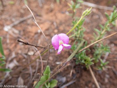 Tephrosia capensis, photographed by Andrew Hankey