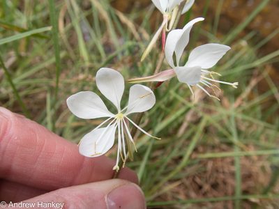 Oenothera lindheimeri, photographed by Andrew Hankey