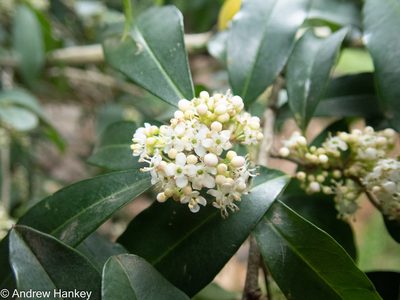 Ilex mitis, photographed by Andrew Hankey