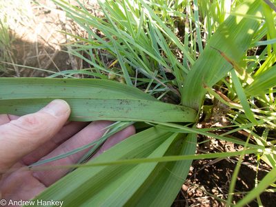 Hypoxis interjecta, photographed by Andrew Hankey
