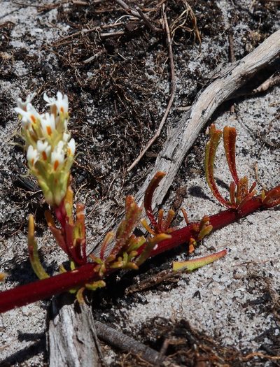 Hebenstretia repens, photographed by Diana Studer