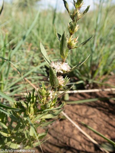 Bergia decumbens, photographed by Andrew Hankey