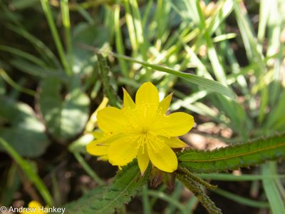Corchorus confusus, photographed by Andrew Hankey