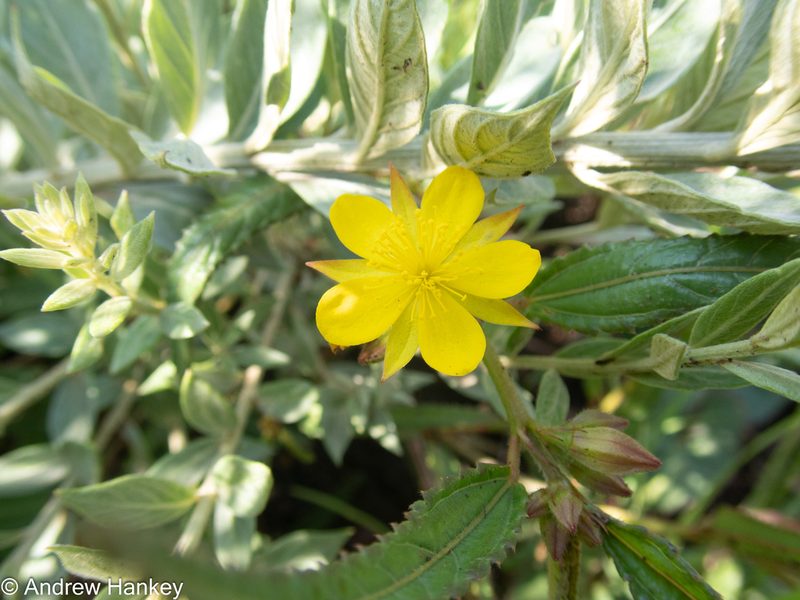 Corchorus confusus, photographed by Andrew Hankey