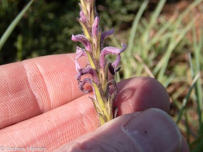 Striga bilabiata, photographed by Andrew Hankey