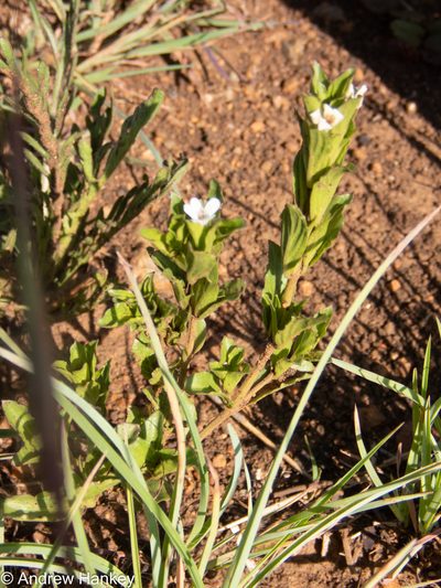 Dyschoriste costata, photographed by Andrew Hankey