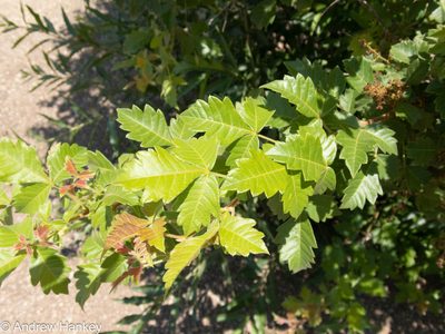 Searsia dentata, photographed by Andrew Hankey