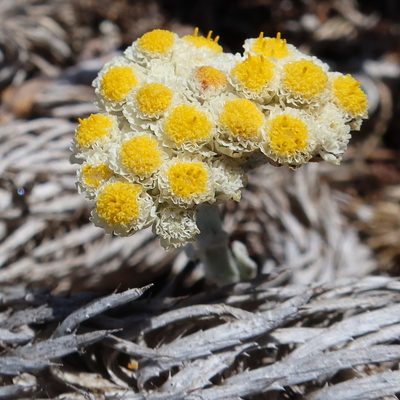 Helichrysum crispum, photographed by Diana Studer