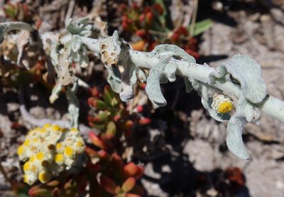 Helichrysum crispum, photographed by Diana Studer