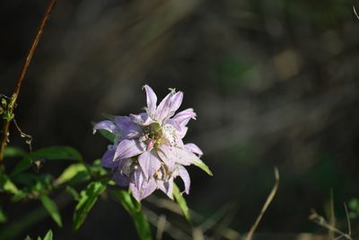 Monarda punctata, photographed by Neli Kanonerova